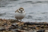 Svartbent Strandpipare.jpg